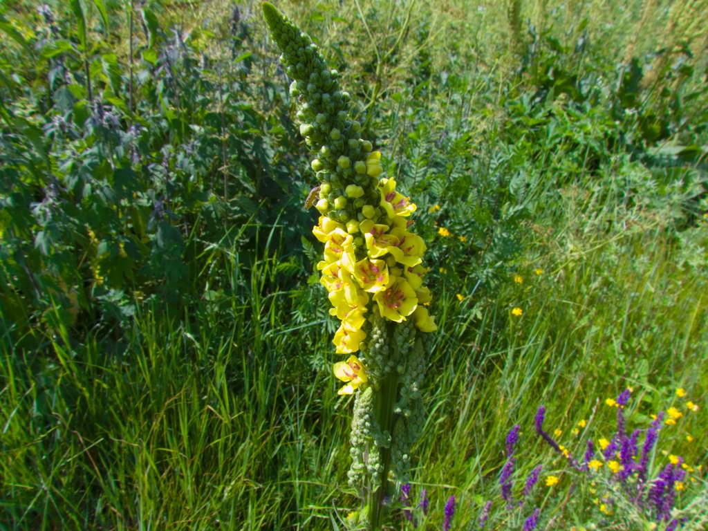 Verbascum
